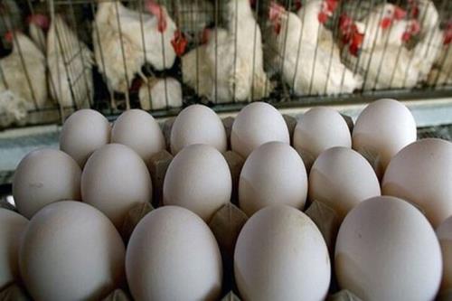 هدف گذاری سال جاری برای تولید1 4میلیون تن تخم مرغ