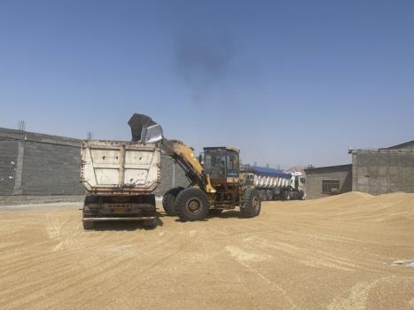 بیش از ۱ و چهار دهم میلیون تن گندم در خوزستان خریداری شد