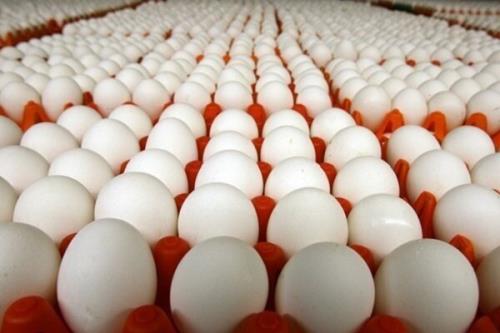 ماهانه ۱۰۵ تا ۱۰۷ هزار تن تخم مرغ در کشور تولید می شود