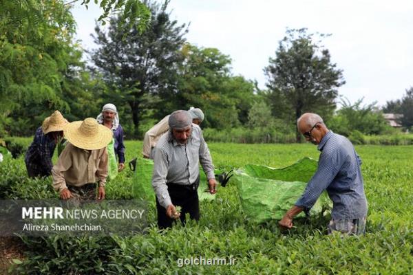 84 هزار تن برگ سبز چای از چای کاران خریداری شد