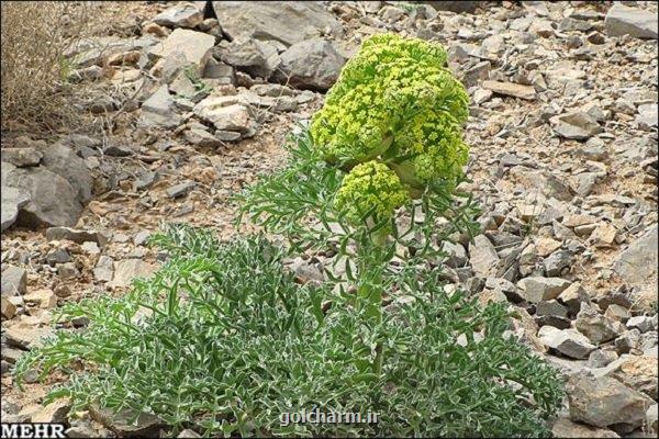 توسعه کشت گیاه دارویی آنغوزه با رویکرد عدم برداشت از مراتع کشور