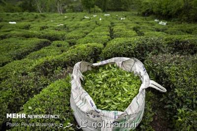 برداشت بیش از ۱۳۲ هزار تن برگ سبز چای